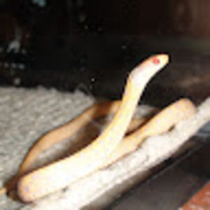 Meet your Posher, Drew